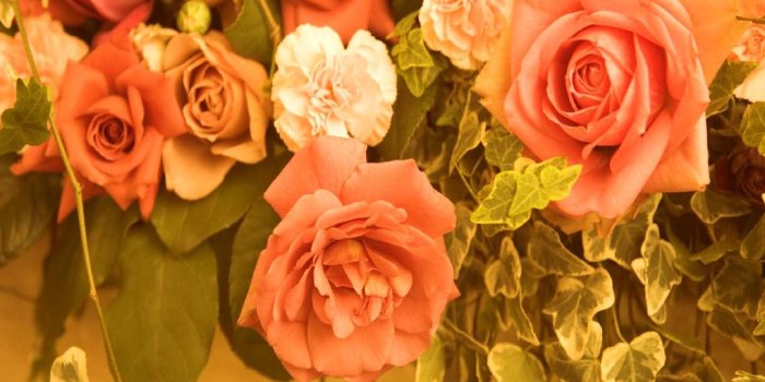 2560x1920 Flower Flowers Beautiful Nature Peach Rose Roses Free Desktop