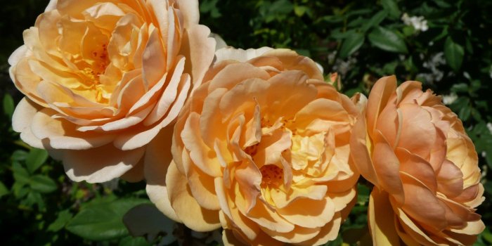 1922x1200 MLeWallpapers.com - Trio of Peach Roses