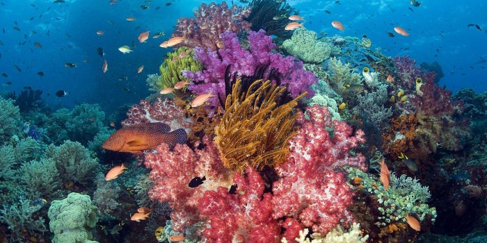 1920x1080 Coral Reef Wallpapers