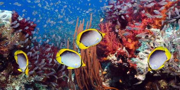 1920x1200 Coral Reef And Tropical Fish ❤ 4K HD Desktop Wallpaper for 4K Ultra