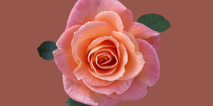 4592x2975 pink and peach rose ornament free image | Peakpx