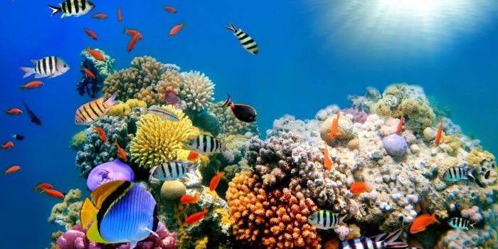 1920x1200 Coral Reef Wallpapers #3G8F35Q (1920x1200 px) - 4USkY