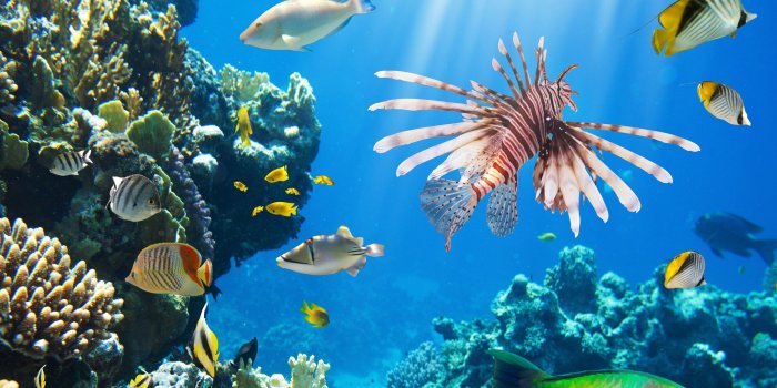 3840x2160 57+ Coral Reef Wallpapers on WallpaperPlay