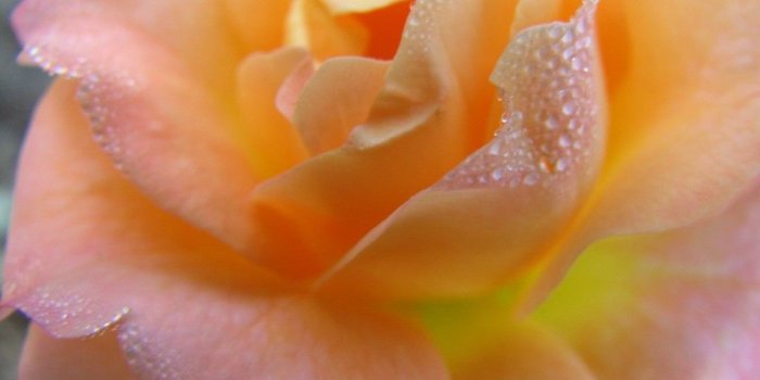 1024x768 Flowers: Dear Friends Peach Rose Pink Yellow Flower Wallpaper 3d