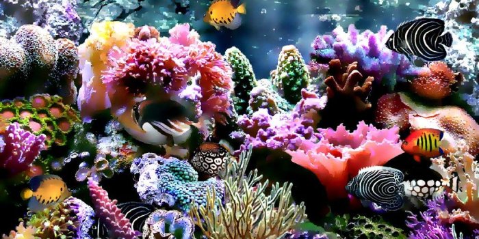 1024x768 HD wallpapers coral reef wallpaper | HD wallpapers coral ree…