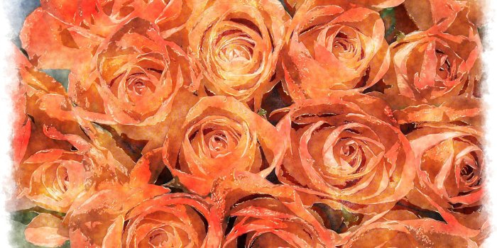 1920x1200 orange roses bouquet watercolor