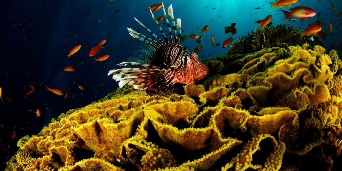 1920x1080 Coral Reef Wallpaper #6783257