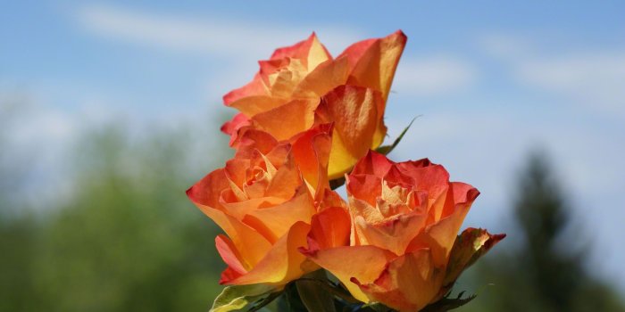 1920x1200 HD My Three Lovlies Wallpaper, orange, roses, three, petals, peach