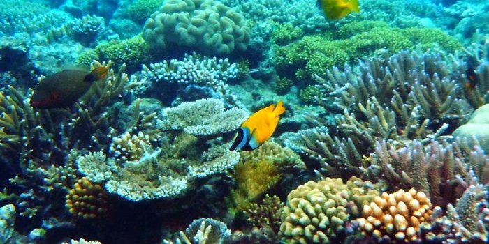 1040x1526 70+ Great Barrier Reef Wallpapers - Download at WallpaperBro