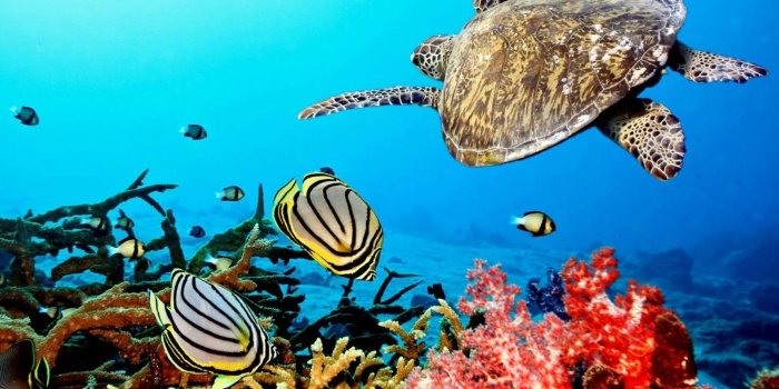 1920x1080 Reef wallpaper | 1920x1080 | #55418