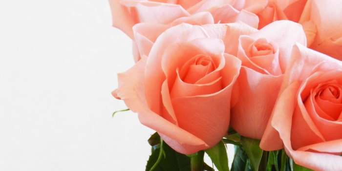 2560x1600 Valentine's day - peach color roses HD wallpaper download