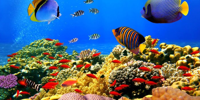 1332x850 Wallpaper underwater world, underwater, ocean, fishes, tropical