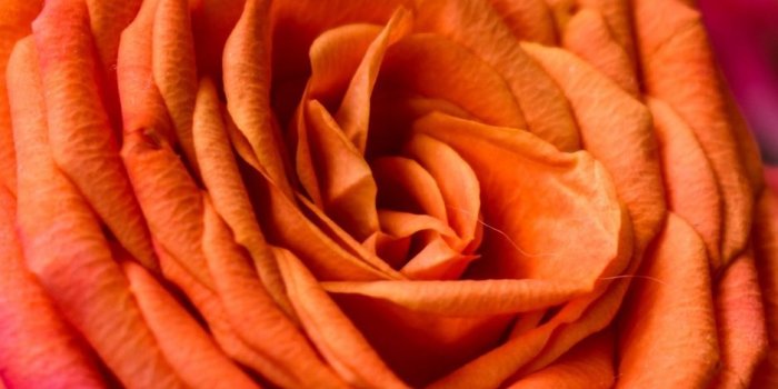 938x1668 Orange Rose iPhone Wallpapers - Top Free Orange Rose iPhone