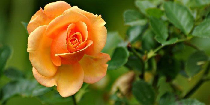 1920x1080 Peach Flowers HD Wallpaper, Peach Flower Images Desktop Background