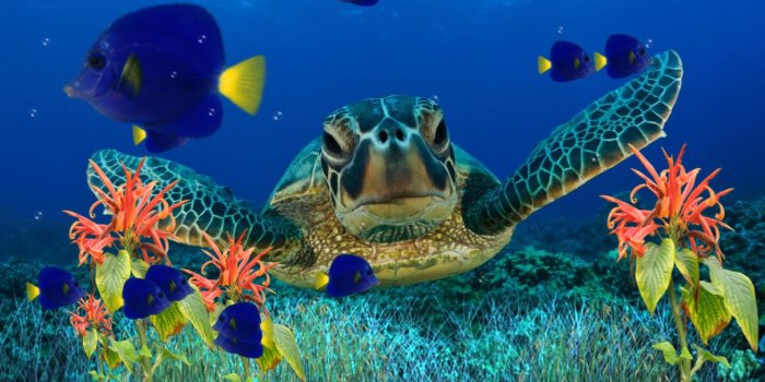 1309x724 42+] Animated Coral Reef Wallpaper on WallpaperSafari