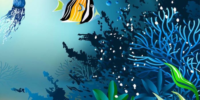 900x1600 Coral Reef Wallpaper (4K Ultra HD) for Android - APK Download