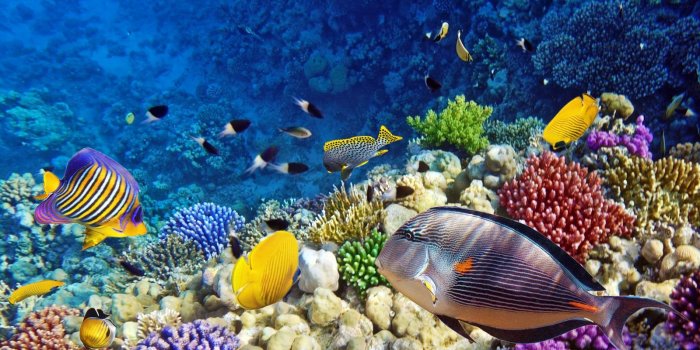 1600x1060 Coral Reef Wallpaper #6783264