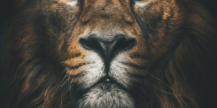 1350x2400 74+ Lion Iphone Wallpapers on WallpaperPlay