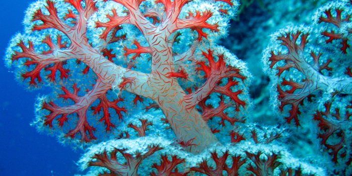 3072x2304 Colorful Coral Reef Wallpaper High Quality Resolution #twE | Kenikin