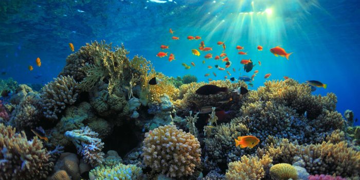 1920x1080 5 Surprising Facts About Coral Reefs | Oceans Without Borders