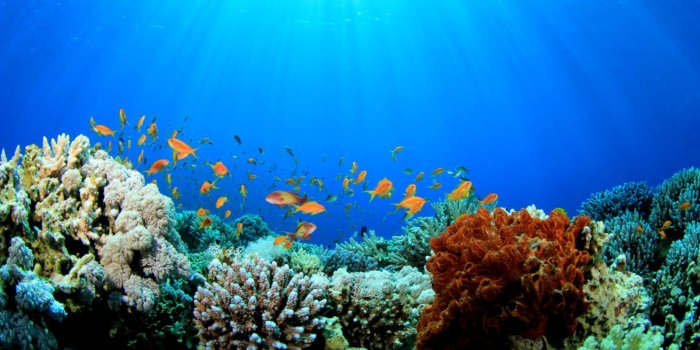 1488x1013 Coral Reefs Wallpaper | Wallpapers Mobile