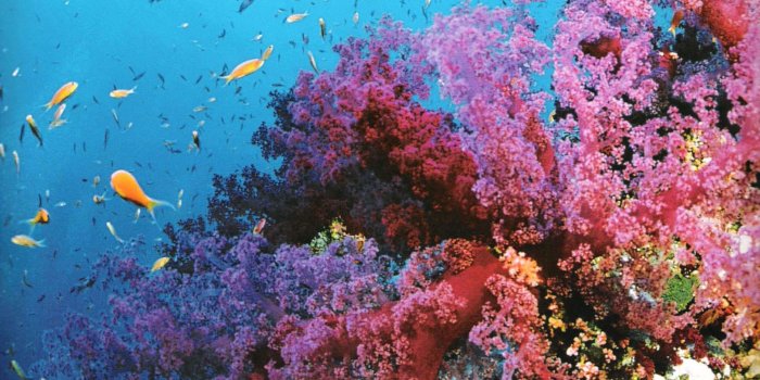 1920x1080 Coral Reef Wallpapers PC #727D83F | WallpapersExpert.com