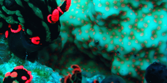 1125x2436 Coral Reef Wallpaper for iPhone X, 8, 7, 6 - Free Download on