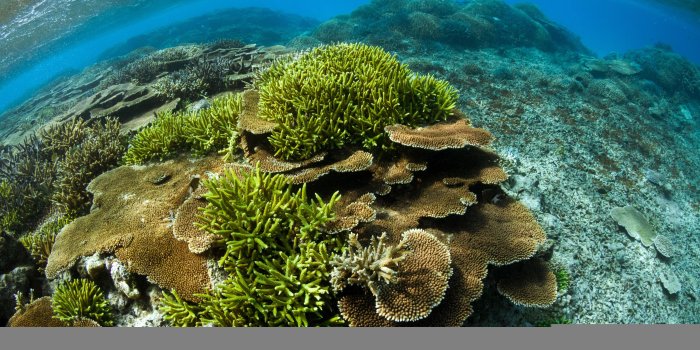 3840x2400 Wide - Coral Reef Picture 4k (#1068117) - HD Wallpaper Download