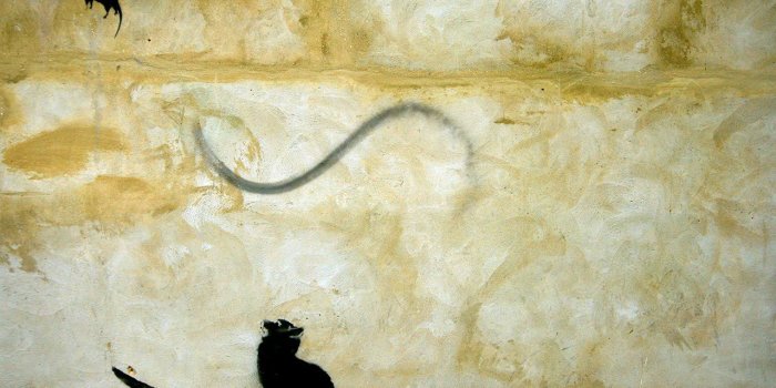 1280x1024 Cat Graffiti Wallpaper | 1280x1024 | ID:30163