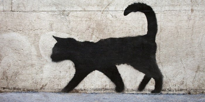 1332x850 Wallpaper surface, wall, graffiti, texture, black cat, graffiti