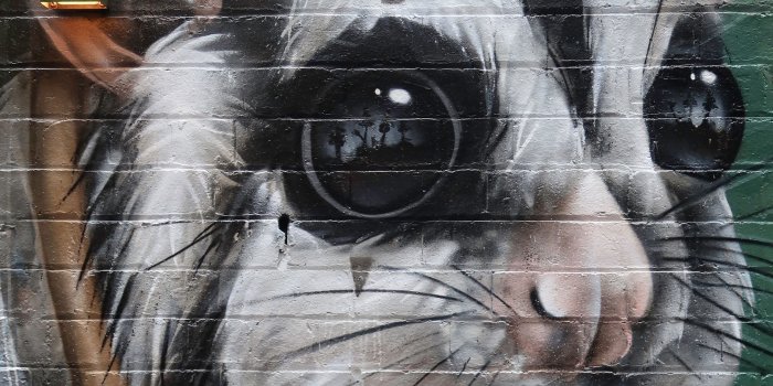2560x1440 Download wallpaper 2560x1440 animal, graffiti, art, street art, wall