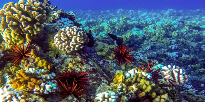 1920x1080 Reef Wallpapers (61+ background pictures)