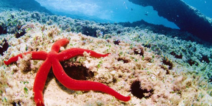 1920x1080 Coral Reefs: Reef Sea Starfish Coral Ocean Life Reefs Wallpaper Hd