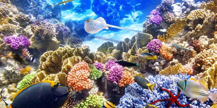 6750x4500 89 Coral HD Wallpapers | Background Images