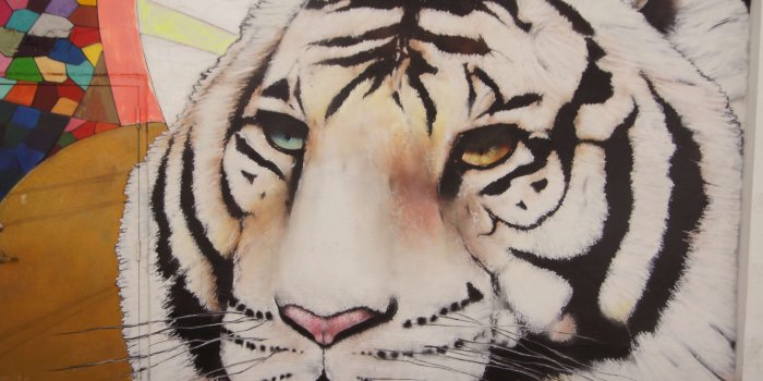 3840x2552 3079816 animal, art, cat, color, colorful, colourful, decoration