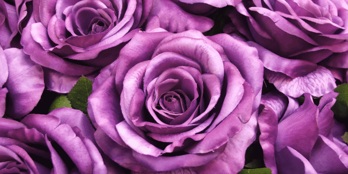 1920x1440 Purple Flower - Purple Roses Desktop Background (#498135) - HD