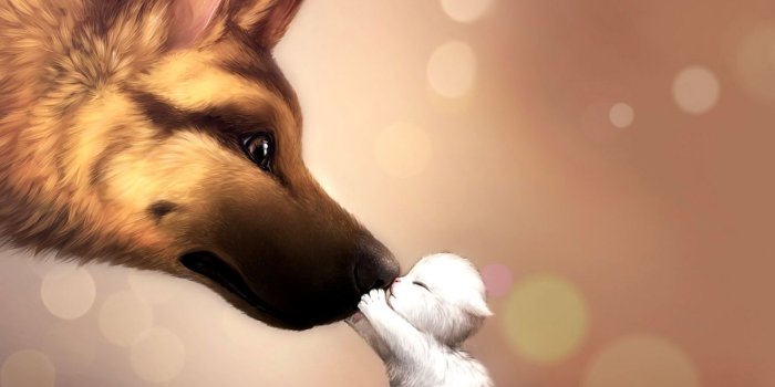 1578x954 Dog Cute Friend Hd Wallpaper Wallpapers Mhytic For Desktop - Litle Pups
