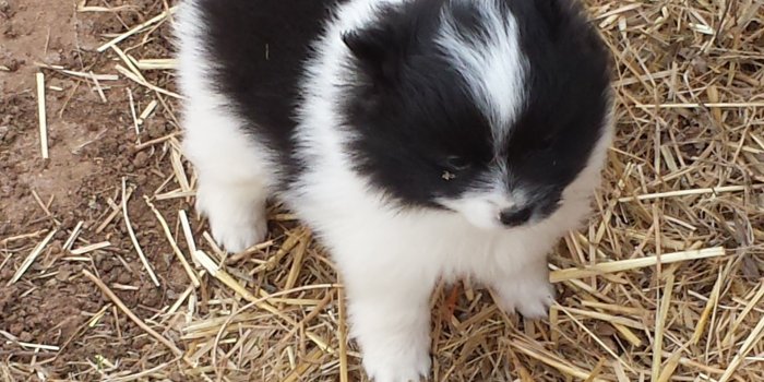 3264x1836 Cute, Baby, Black, Dogs, Pomeranian, High, Resolution, Wallpaper