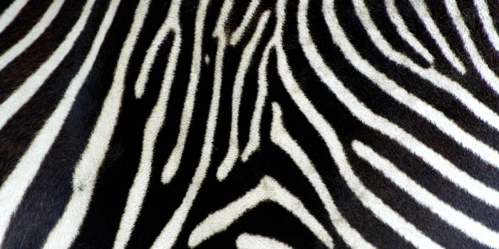 2561x1914 Animal Print Desktop Backgrounds