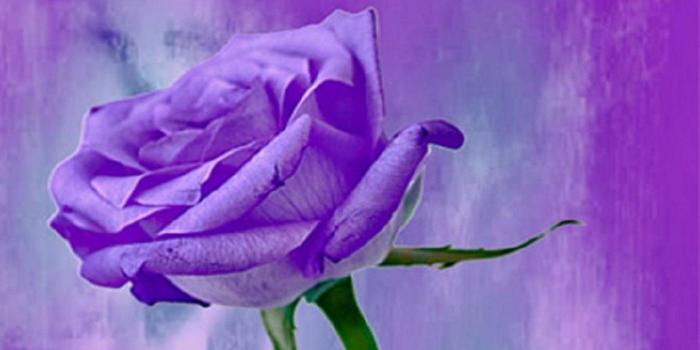 1862x1047 Purple Rose Wallpaper Desktop Background Purple Rose - Single Purple