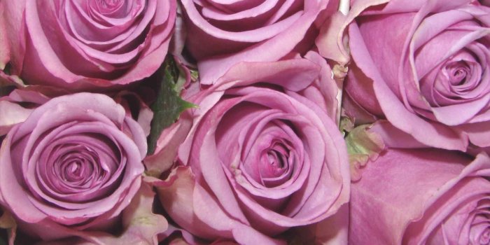 1900x2533 Purple Roses Wallpapers ·① WallpaperTag