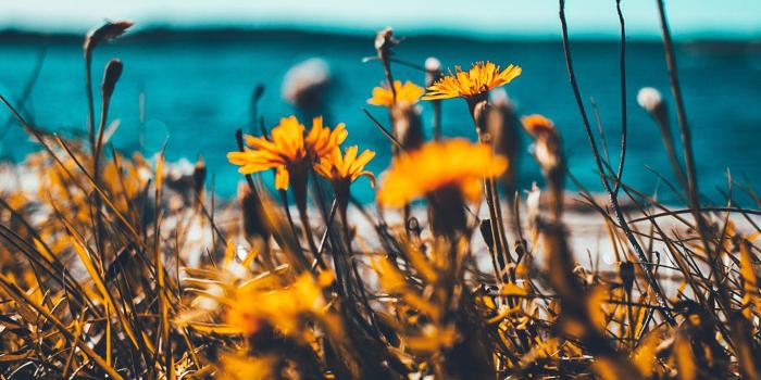 1366x768 wallpaper for desktop, laptop | nu64-flower-summer-spring-nature