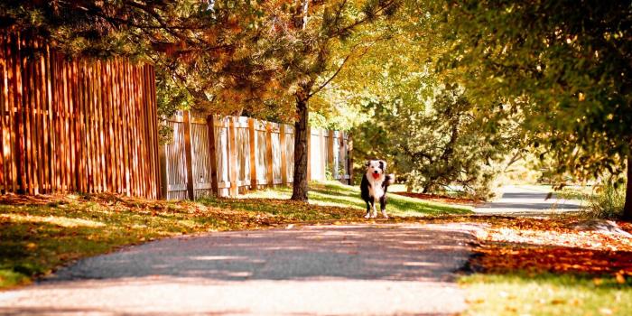 1920x1280 A Doggy on Summer Seasons High Quality Wallpaper for Laptop | HD