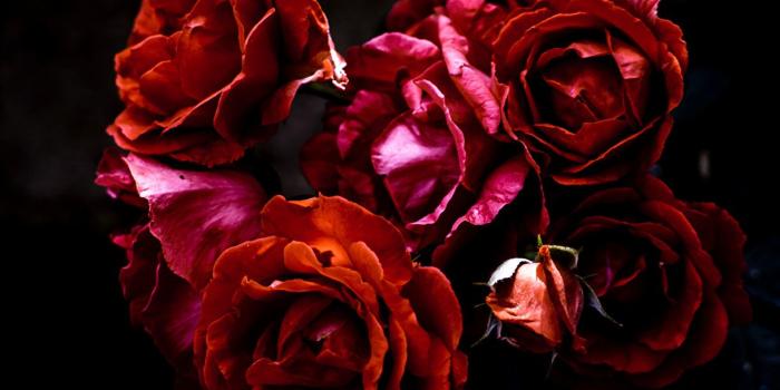 1219x1024 Photo Roses maroon flower Closeup