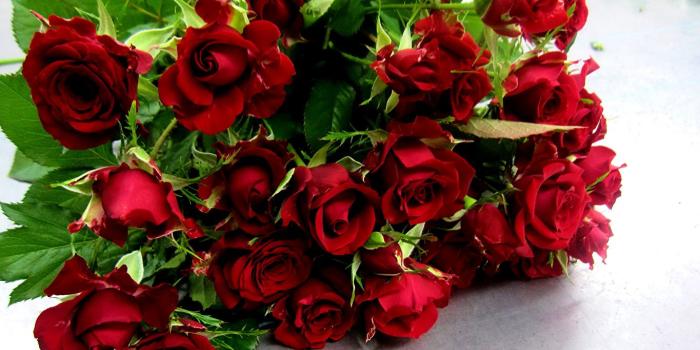 1365x1024 Wallpaper Roses maroon flower Many