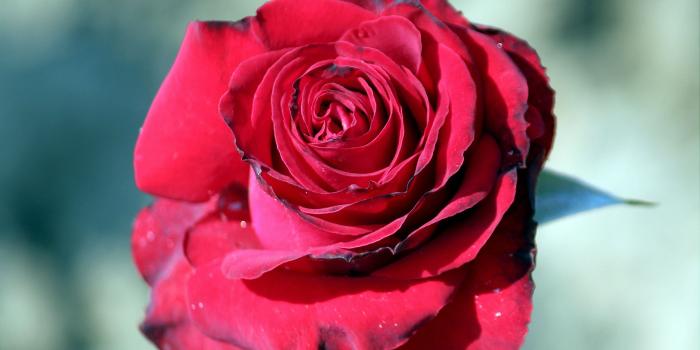 3286x2309 Types of Rose By Color – Dark Maroon « Wallpaper Tadka