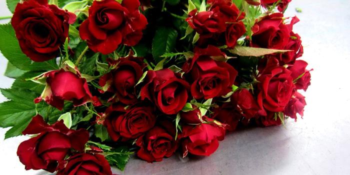 1366x768 Wallpaper Roses maroon flower Many 1366x768