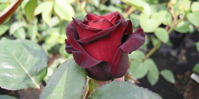 1024x768 Desktop Wallpapers » Flowers Backgrounds » Maroon Rose » www