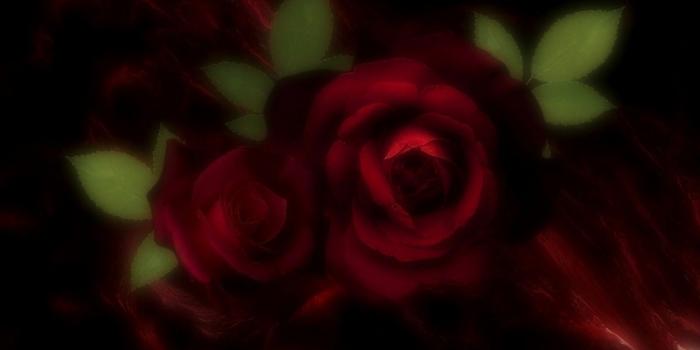 1600x900 Free download burgundy roses wallpaper beautiful hd desktop