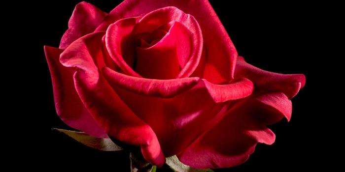 1280x853 Wallpaper Roses maroon flower Closeup